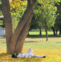 Unmindful of the worries around him, a man sleeps contentedly under an amaltas tree on a hot day in Ludhiana.