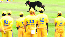 Members of the Chennai Super Kings look on as a dog disrupts play in the opening game of the IPL against the Mumbai Indians in Cape Town on Saturday.
