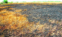 A fire-ravaged field in Madina village in Rohtak district.