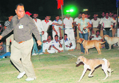 A dog show in progress in Karnal.