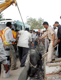 Municipal workers and residents take out a bull with the help of a crane.
