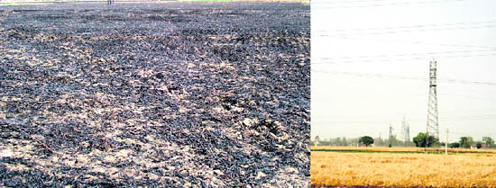 The fields where crops worth lakhs of rupees were destroyed at Lamme Jatpura village near Raikot; and right electricity wires pass over crops near Jagraon.
