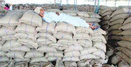 A farmer lying on unpicked gunny bags at Khanna grain market where glut-like situation still prevails.