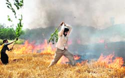 A couple tries to fight fire near Bassi Pathana in Fatehgarh Sahib district