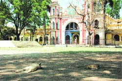 Stray dogs rest under the shade of a tree at DAV PG Cpllege in Dehradun.