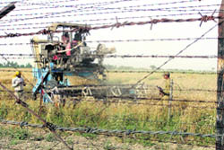 A combine harvester at work in a field beyond the barbed wire fence along the Indo-Pakistan border in Ferozepur.