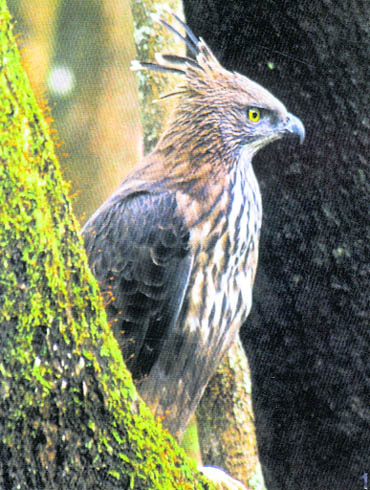 Changeable hawk eagle goes through a cycle of