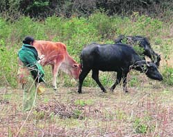 A woman volunteer monitors cattle grazing in a field