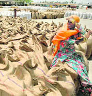 A woman takes care of her wheat stock at the grain market in Karnal on Sunday.