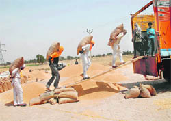 Farmers load bags of wheat onto a truck at a grain market in Virk Kalan village in Bathinda district on Sunday. 