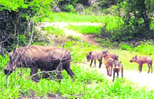 A wild boar family in the Mehngrowal forest area in Hoshiarpur district.
