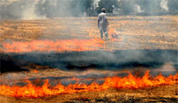 Oblivious of the risks involved, a farmer setting the wheat stubble on fire at village Singo in Bathinda district on Monday.