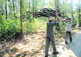 Forests continue to be a source of livelihood for many poor in developing countries