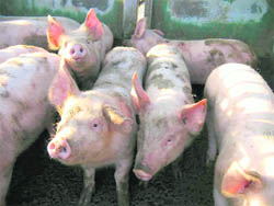 A piggery unit near Khewra village in Sonepat.