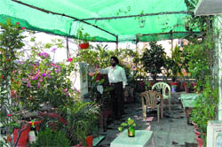 K.P. Singh at his terrace garden established on the rooftop of his house in Amritsar.