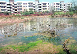 Stagnant water around societies in Sector 49, caused by blockage of water outlet, poses threat to health of nearby residents.