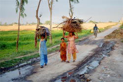 Villagers bringing firewood passing through waterlogged road near Nihalewala village in Ferozepur