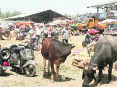 Stray animals are a common sight at Narwal mandi in Jammu.