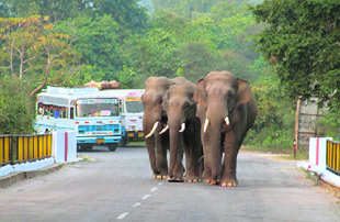 With forests in Rajaji National Park on fire, elephants take a walk on the Shyampur Bridge in Haridwar.
