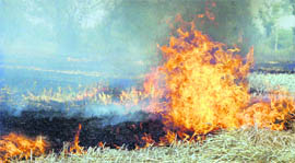 Flames and thick clouds of smoke emerge from a wheat field near Jandu Singha village in Jalandhar district.
