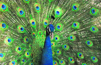 A peacock spreads its feathers at the Malsi Deer Park near Dehradun.
