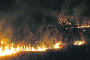 Forest fire