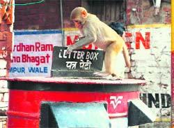 Mailing a letter? A monkey fiddles with a letter box in Jammu.