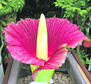 A Titan Arum plant in bloom. The plant emits an unpleasant smell to attract 