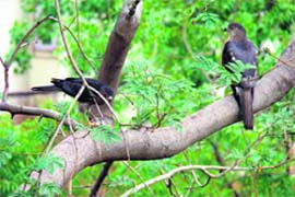 A pair of falcons has made Garden Estate in Gurgaon its home since last year. The pair feeds jungle babblers to its solitary offspring. Babblers, strangely, appear every morning and evening as if to make an offering and invariably one of them is picked up.