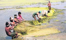 Fishermen at work in Jaleshro village of Karnal district.