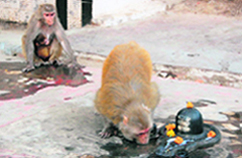 A monkey drinks water from near a shivling at a roadside temple in Dehradun.