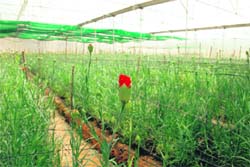 A polyflower farm in Rajpura, near Bilaspur.
