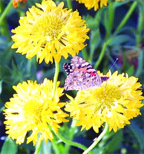 JUICE OF LIFE: A butterfly sucks on the nectar of a flower. Photo: Suryakant