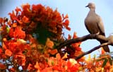 Gulmohar trees are in full bloom at the Mini-Secretariat in Bathinda. 