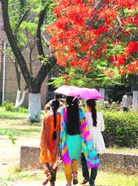 Gulmohar trees in full bloom are a treat to watch on the Jammu University campus these days