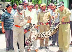 Lakhpat Singh Rawat (in a hat) with the leopard he killed