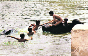 Boys take a splash in a village pond, along with buffaloes, in Nuh district.