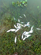 Dead fish was found floating in the Malout drain on Friday.
