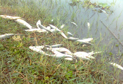 Dead fish near the Malout drain.