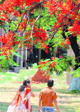 Gulmohar flowers in full bloom on the Jammu University campus.