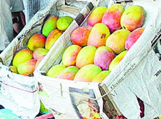 The real mango season begins when western UP mangoes come into the market