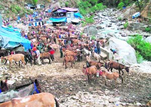 Mules and horses at Gauri Kund in Chamoli. 