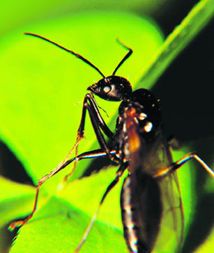 A winged male black carpenter ant