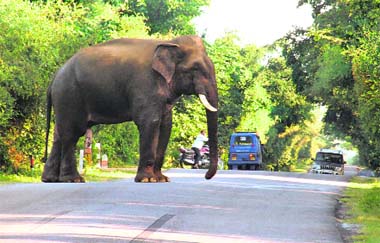 An elephant on the Rishikesh-Dehradun highway near the Rajaji National Park