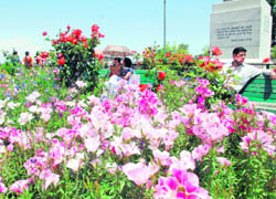 Flowers of different colours in full bloom at the Ridge in Shimla.