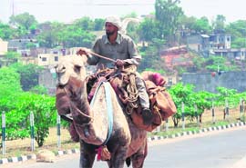 A Gujjar enjoys a camel ride in Jammu.