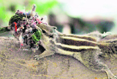 A squirrel carries a bunch of rags to make a home in Gurgaon.