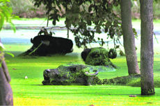 Buffaloes take a dip in a pond on the outskirts of Gurgaon as the mercury begins to soar in the region.