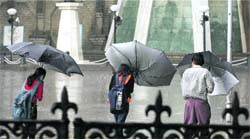 People trying to control their umbrellas from strong winds during rain in Shimla on Thursday.