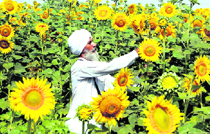 A farmer inspects sunflowers in his field near Amritsar.